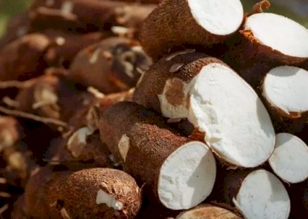 MS bate recorde na produção de mandioca e lidera exportação brasileira de fécula