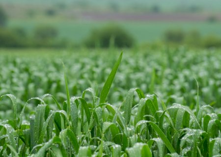 Bioativadores aumentam a eficiência na produção de Milho