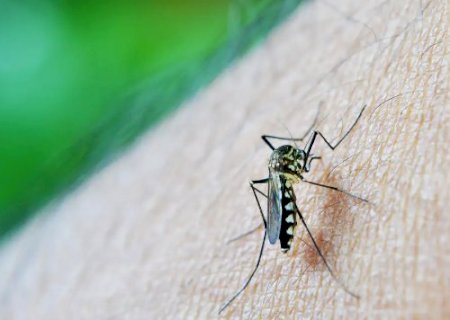 Dengue avan&ccedil;a e n&uacute;mero de infectados dobra em menos de uma semana