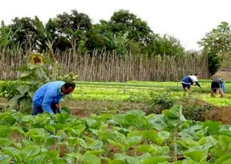 MS quer ser pioneiro em créditos de carbono para agricultura familiar