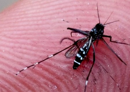 Você está com dengue? Confira os sintomas da doença que coloca MS em risco para epidemia