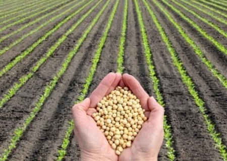 'Tendências de Preços no Agronegócio: Acompanhe as Primeiras Movimentações em Dourados Nesta Quarta-feira'