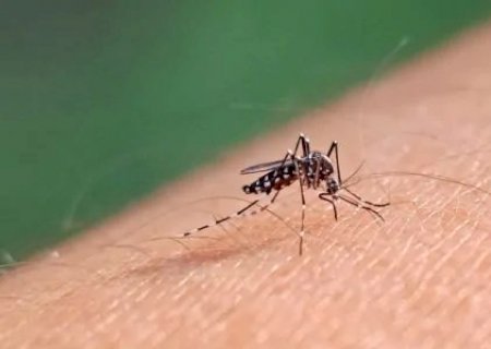 Bebê de um mês morre por dengue em Maracaju