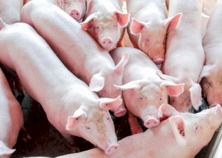 Suinocultura em Mato Grosso do Sul registra 15,3% de aumento de abates no último trimestre