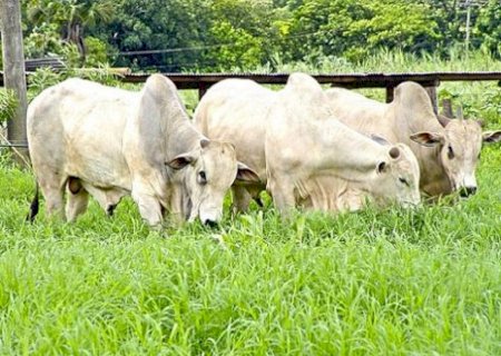 Confira como iniciam os preços do agronegócio em Dourados nesta terça