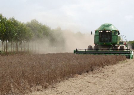 Antecipação de dessecação da soja reduz massa e quantidade de óleo no grão