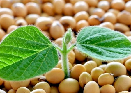 Mercado do agro abre a sexta-feira com soja valorizada em Dourados