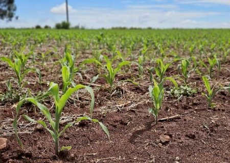 Plantio do milho em MS finaliza na regi&atilde;o norte; produ&ccedil;&atilde;o deve cair 20%