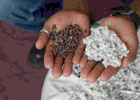 Sete municípios de MS estão impedidos de cultivar sementes ou caroços de algodoeiro transgênicos