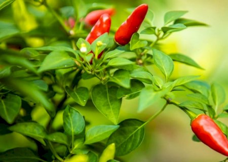 Excesso de Pimenta: Quais os Riscos para a Saúde?
