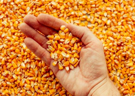 Brasil atualiza regulamentação de inspeção de produtos para alimentação animal