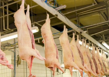 Suínos: preços têm novas altas, exportações seguem intensas