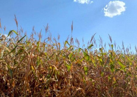 Chegada do inverno traz preocupação aos produtores de milho