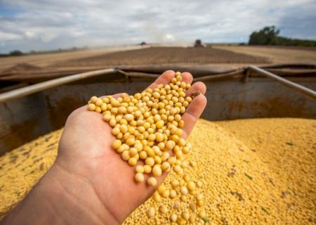 USDA: soja 2024/2025 tem expectativa positiva para principais players