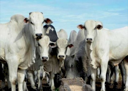 Valor da arroba do boi gordo cai 10,4% em um ano em MS
