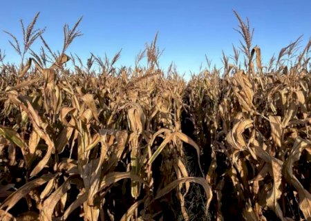 Colheita do milho em MS deve render 72,6 sacas por hectare, prevê Rally da Safra