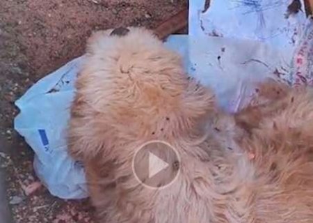 Cachorro fica preso por mais de 5h e bombeiros recusam resgate, reclama morador