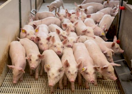 Mato Grosso do Sul está entre os cinco maiores abatedores de suínos