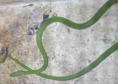 Cobra-cipó é resgata após se esconder em sofá de casa