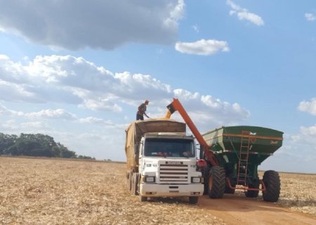 Colheita do milho de segunda safra atinge 15,3% da área total plantada em Mato Grosso do Sul