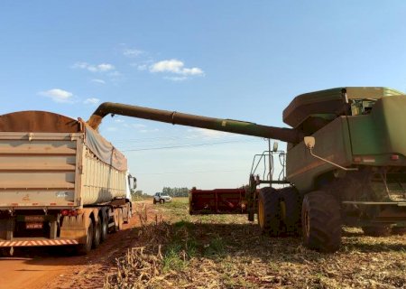 MS tem a 3ª menor produtividade do milho nos últimos dez anos