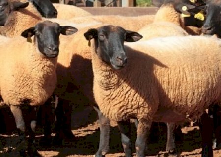 IAGRO exige aplicativo para transporte de Caprinos e Ovinos em MS