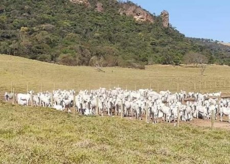 Sequestro de bezerros reduz custos e aumenta lucro na pecu&aacute;ria de corte