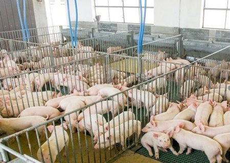 Governo destaca potencialidades do Estado na SIAVS 2024 para atrair novos empreendimentos de proteína animal para MS