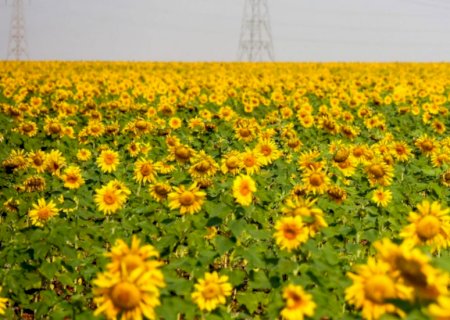 Seca extrema afeta até girassóis e prejudica atração anual do campo-grandense