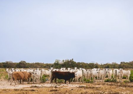 Boas práticas de manejo alavancam pecuária