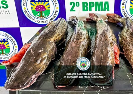 Operação Padroeira: Pescador Autuado por Irregularidades na Captura de Pintado em Fátima do Sul
