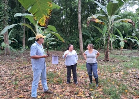 Ceplac testa clones de cacau em países vizinhos contra a monilíase