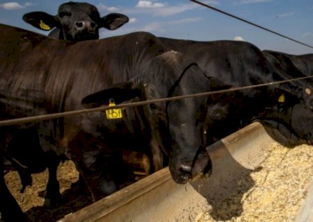 Seca e alta demanda fazem preço do boi gordo subir 24% em um mês