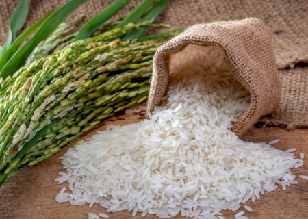 Mapa define regras para Contrato de Opção de Venda de arroz da Safra 2024/2025