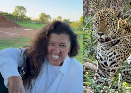No Pantanal de MS, Regina Casé registra momento raro de onça-pintada: ‘cadê a mamãe?’