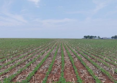 Municípios de Mato Grosso do Sul concluem o plantio da soja
