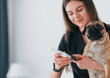 Pet B+: Diabetes: diagnóstico precoce e controle da doença garantem longevidade aos pets