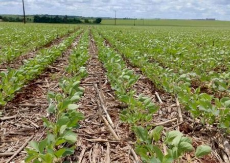 Semeadura da soja avan&ccedil;a em MS e inicia novembro com 72% da &aacute;rea plantada