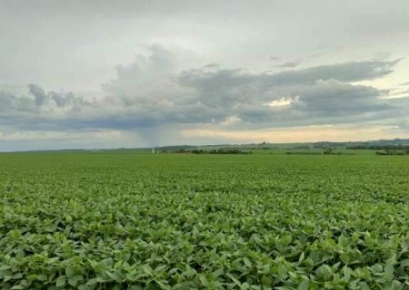 Plantio de soja em MS entra na reta final e supera os 4,2 milh&otilde;es de hectares