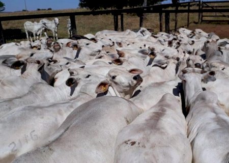 Focos de raiva bovina aumentam no Paraná e se alastram por 45 municípios