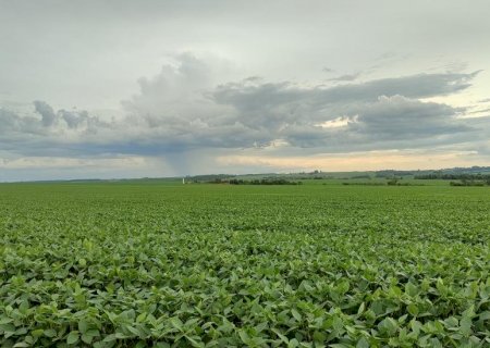 Safra de soja 2024/2025: mais de 4 milhões de hectares já foram semeados em Mato Grosso do Sul
