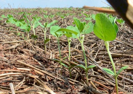 Com retorno das chuvas, plantio de soja já atinge 55% em Mato Grosso do Sul
