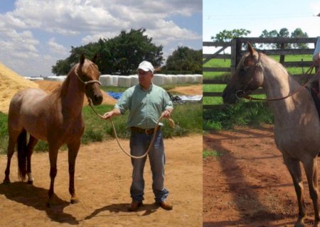 Apaixonado por cavalos: Dr. Bráz era quartista e compartilhava paixão nas redes sociais