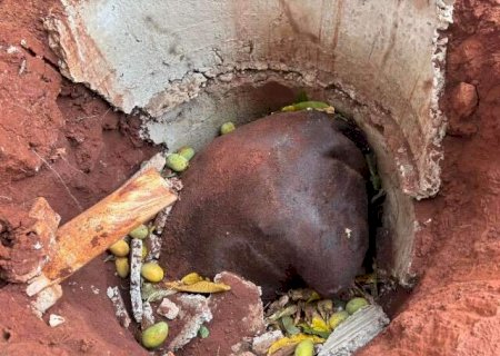 Mangas atraem cavalo "de rua", que morre preso em fossa abandonada