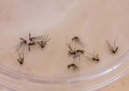 Após morte de duas crianças em agosto, MS não registrou novos óbitos por Dengue