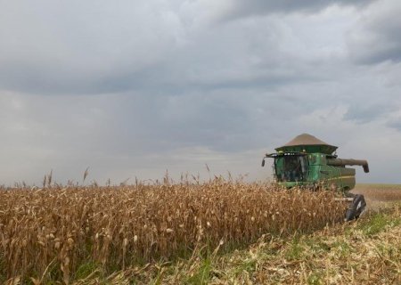 Milho tem alta no preço e impulsiona a comercialização em Mato Grosso do Sul