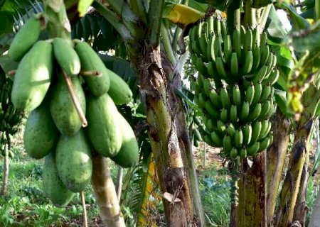 Maior evento de agroecologia do continente debate '&Aacute;gua e Clima: Direito &agrave; Vida'