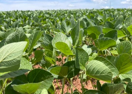 Produtores rurais  de MS devem declarar área plantada na safra de soja 2024/2025 até 10 de janeiro