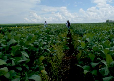 Soja: regulamentação dos bioinsumos e a produção sustentável