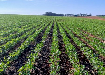 Chuva favorece avanço do plantio da soja no Estado